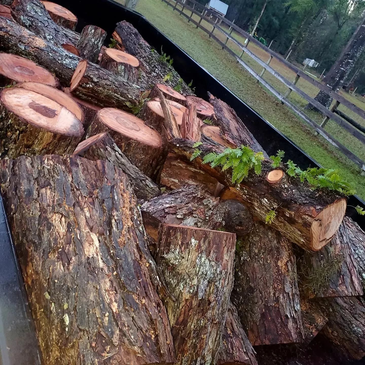Cut oak logs stacked in rows, the cross-cut ends facing out