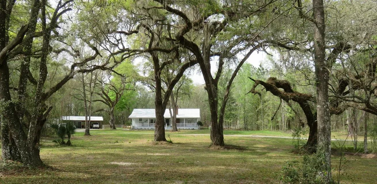 A wide grove of moss-draped live oaks on open lawn