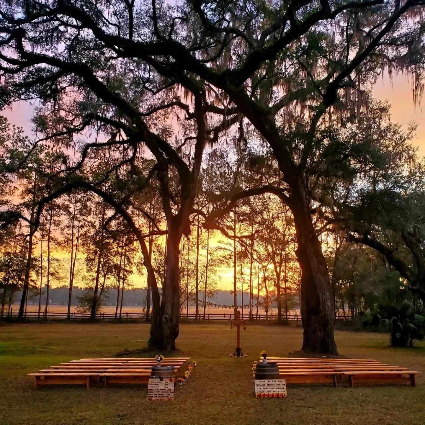 Sun setting through a row of live oaks, with wooden ceremony benches on the grass beneath them