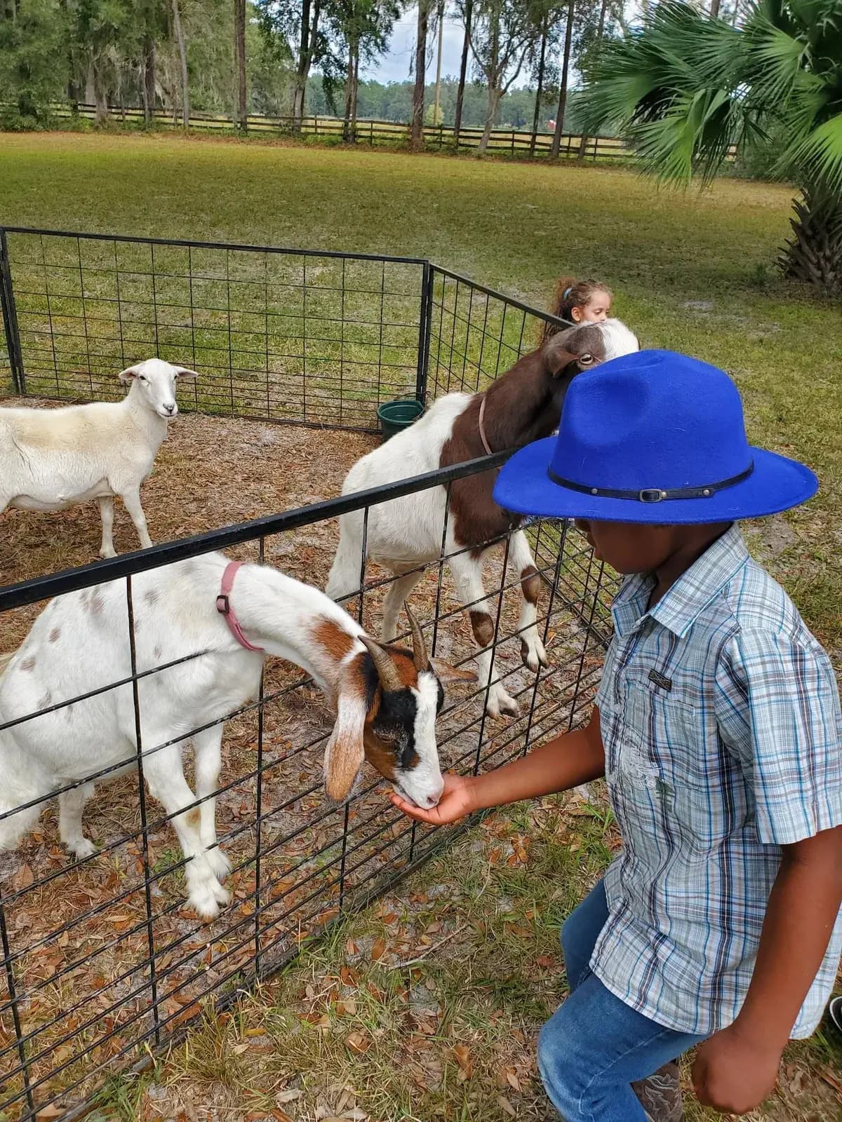 A boy in a blue hat and checked shirt holding out his hand to two goats leaning over a wire pen on the grass, palms and pasture behind.